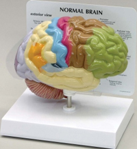 Sensory-Motor Half Brain Model Pharmaceutical and Anatomical Model Gifts